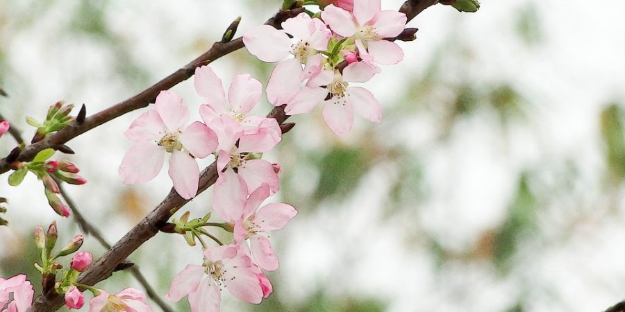 Ikigai; het geheim voor een lang en gelukkig leven?