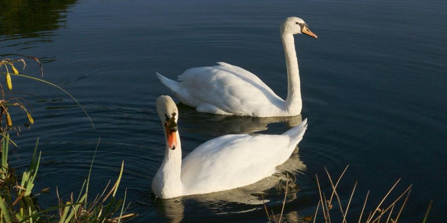 Compromisloos lijstje: 10 eigenaardigheden waarmee je zit opgescheept als je met mij een relatie zou hebben