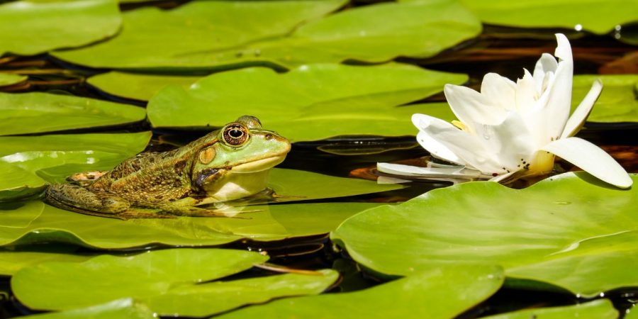 Wat yoga mij leerde over mijn lijf en leven