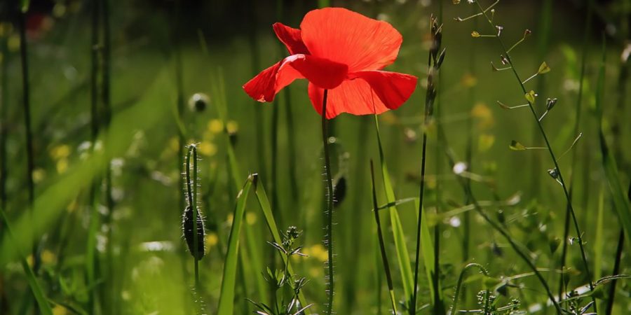 Maandlijstje #7: het leukste, liefste en lekkerste van juli 2018