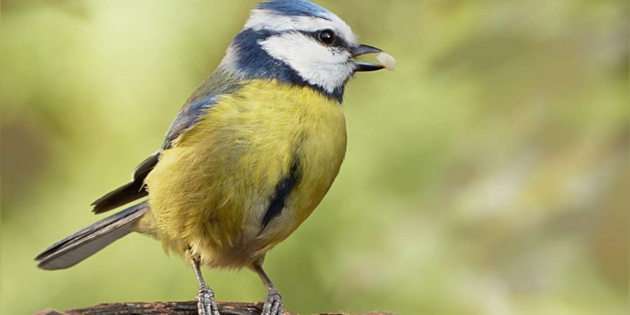 Onderhandelen over salaris en arbeidsvoorwaarden. Ja dat kan en durf jij ook!