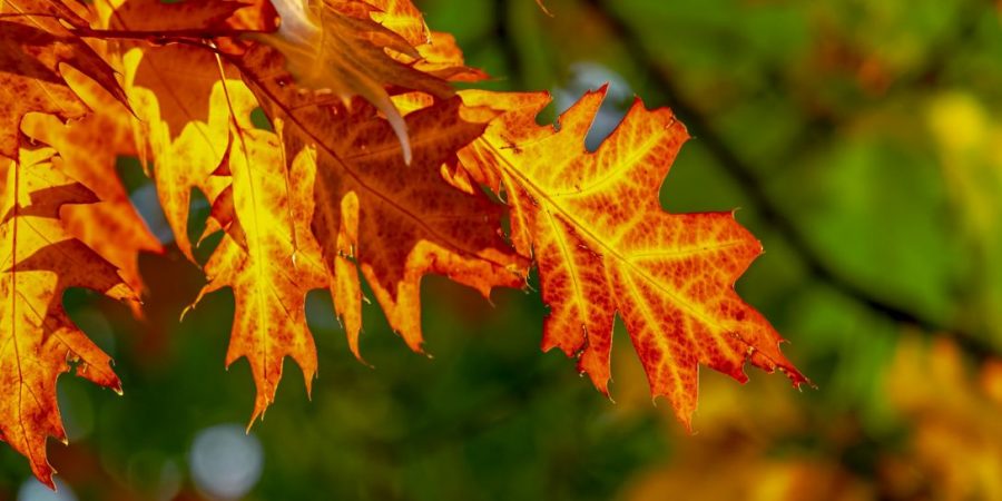 Maandlijstje # 8: het leukste, lekkerste en liefste van oktober 2018