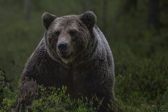 Grizzlybeer headerfoto - Een angststoornis (ocd) in tijden van corona