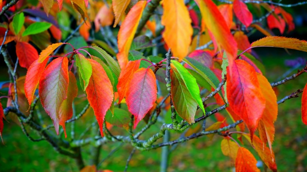 Afbeelding van bladeren in felle herstkleuren - decoratieve afbeelding bij 'Aanstormende herfst'