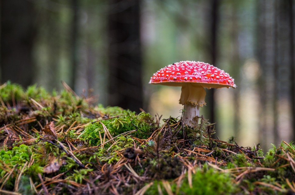 Close-up van mos en paddenstoel, rood met witte stippen, in het bos - decoratieve afbeelding bij 'Aanstormende herfst'