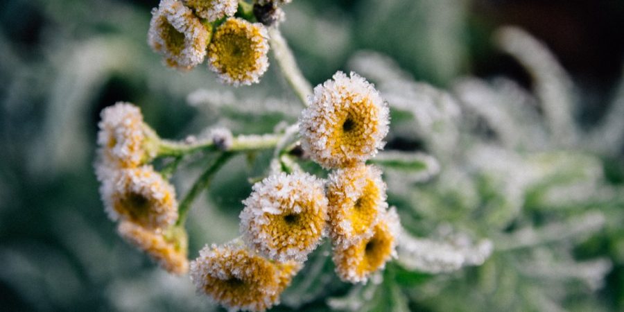 Afbeelding van bevroren gele bloemen bij gedicht 'Ik wou'