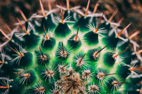 Uitgelichte afbeelding van cactus bij blog over relatieperikelen