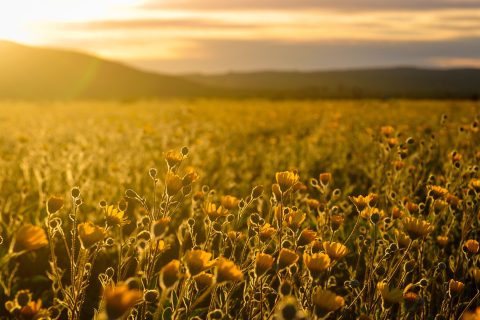 Uitgelichte afbeelding van weide met bloemen