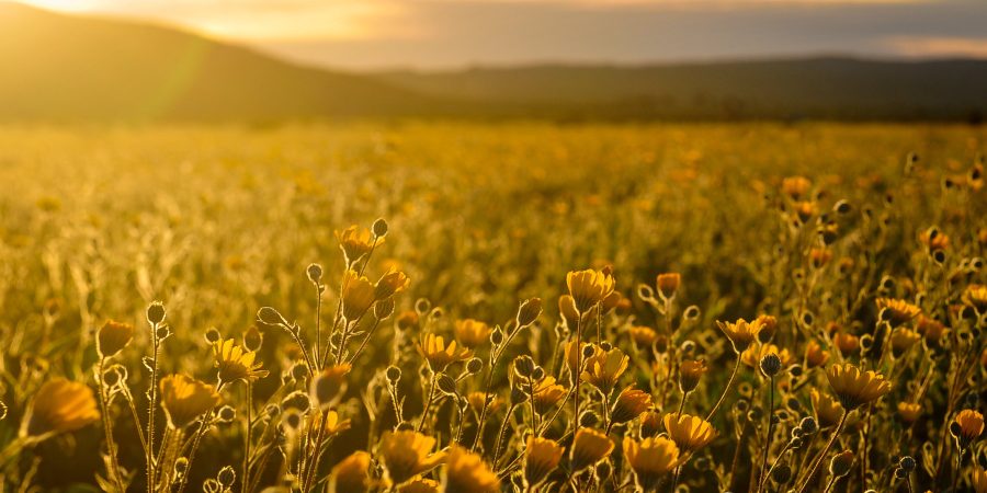 Uitgelichte afbeelding van weide met bloemen